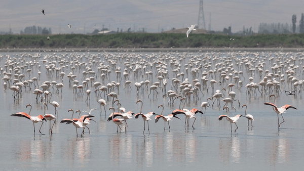 پیش‌نمایش