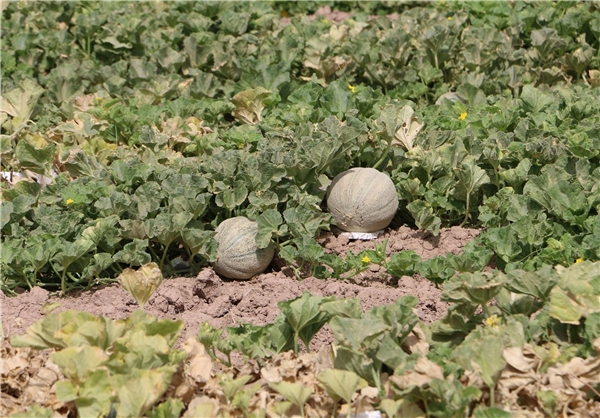 پیش‌نمایش
