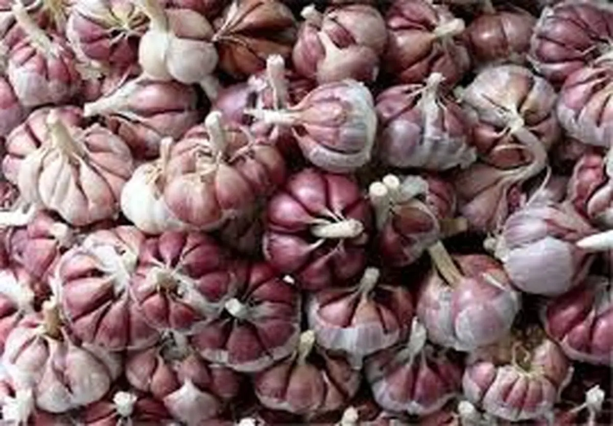 پیشنمایش