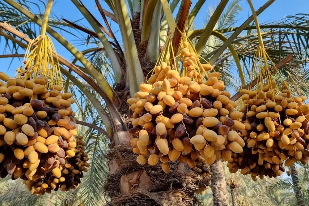 پیشنمایش