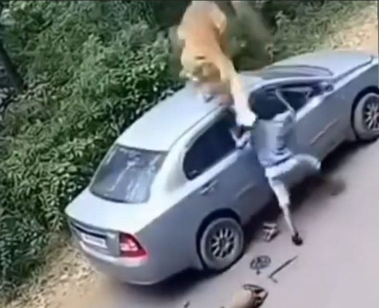 شکار مرد توسط ببر بنگال