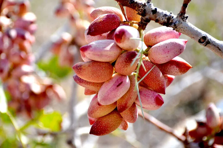 پیش‌نمایش