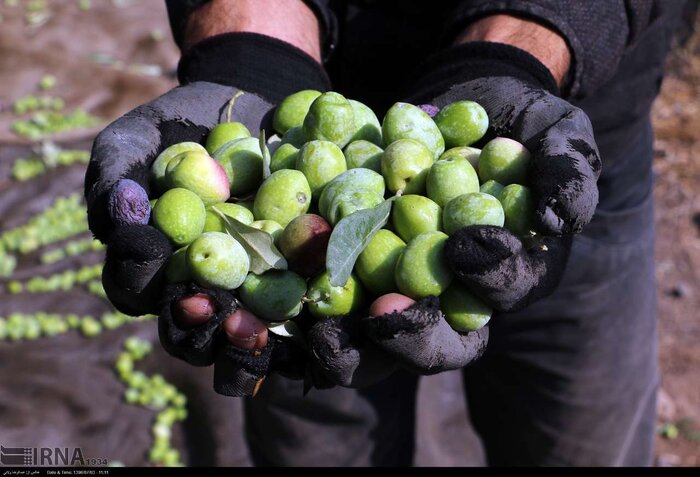 پیش‌نمایش