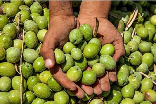 پیش‌نمایش
