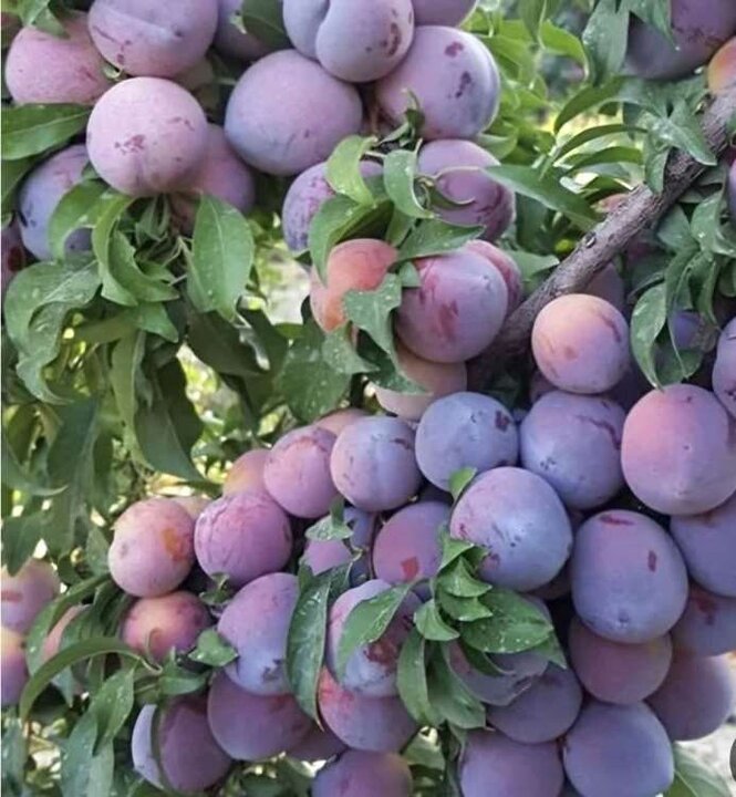 ارومیه، قطب تولید «آلو»