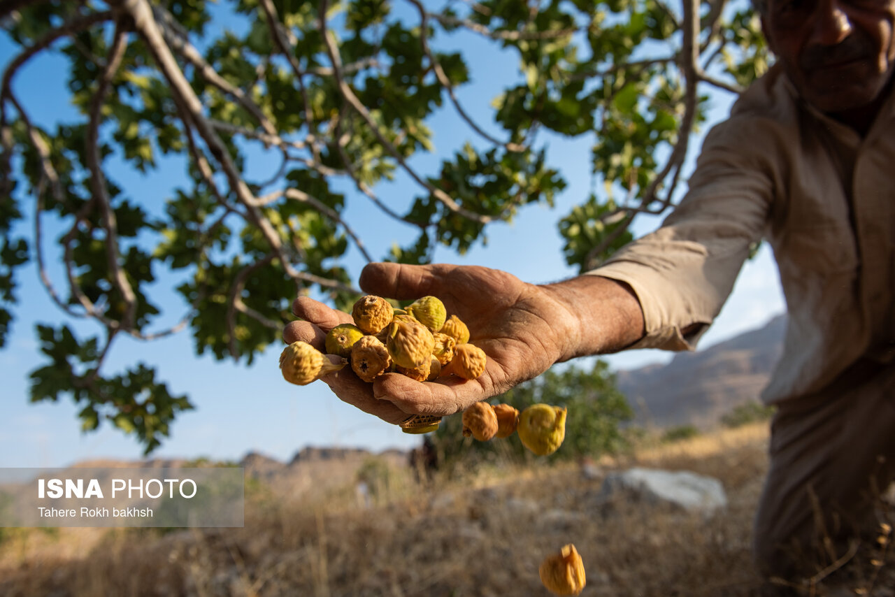 پیش‌نمایش