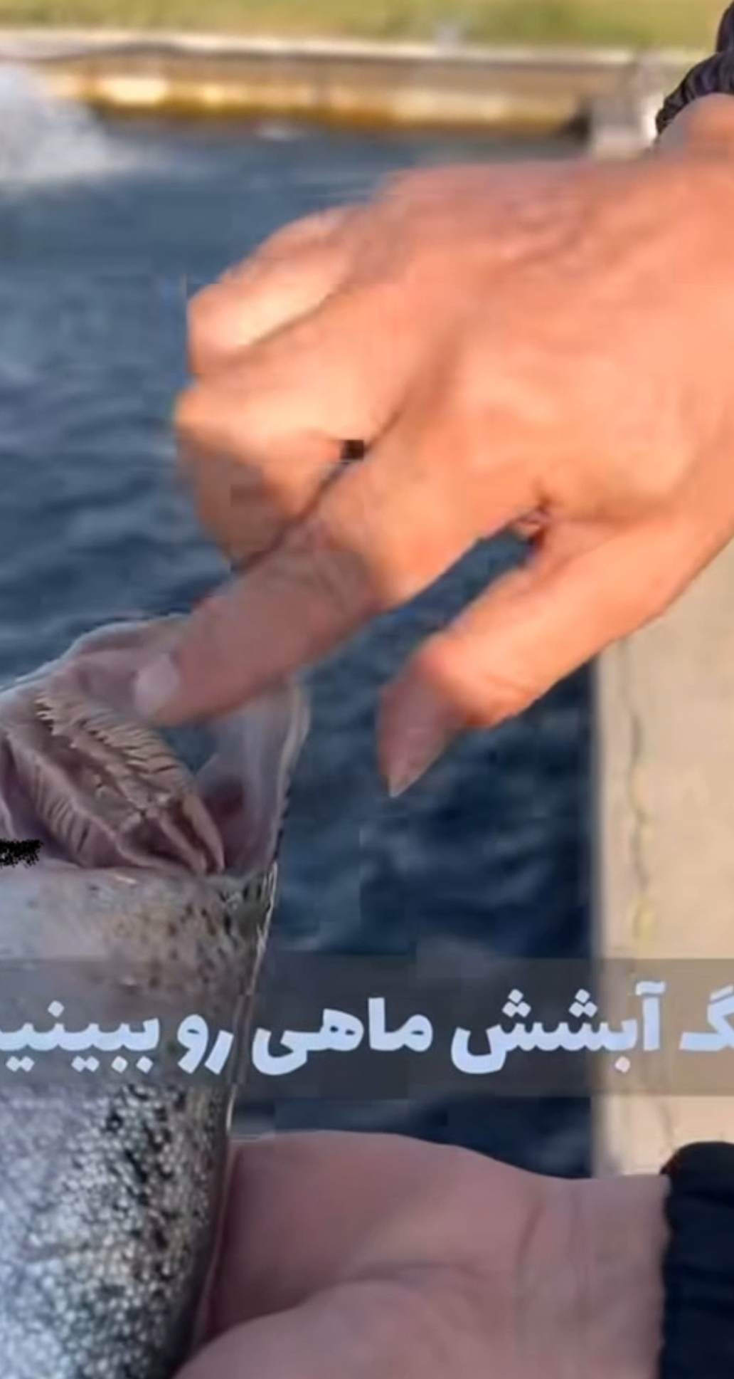     فریب ظاهر ماهی را نخورید!!